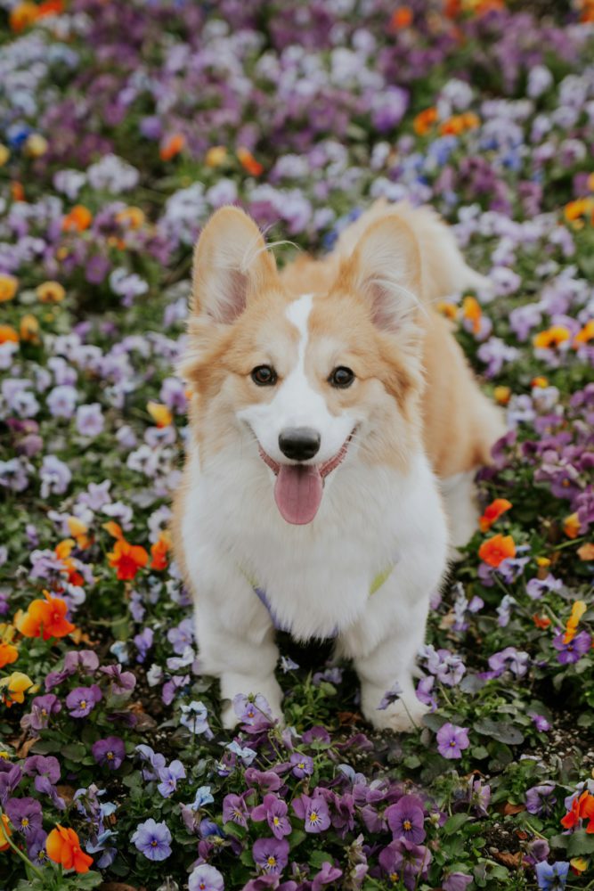 Happy dog outdoors