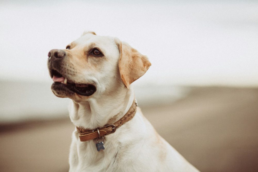 Dog wearing a collar