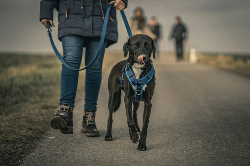Dog on a leash during a walk